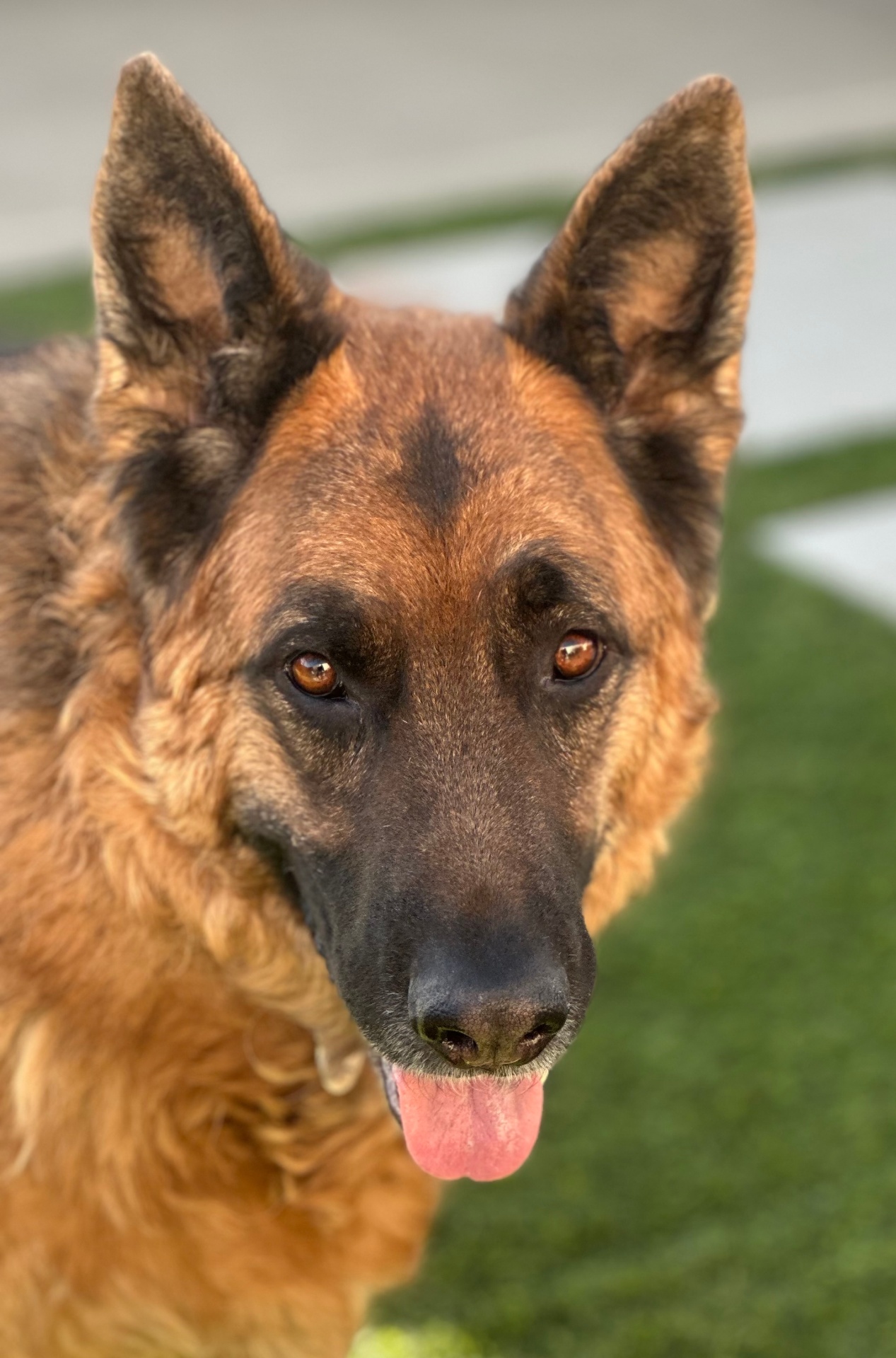 Max, a German Shepherd, calm portrait in warm light